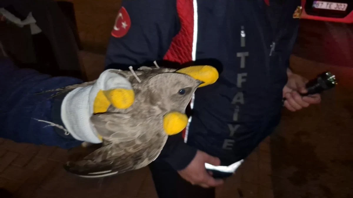 Zonguldak’ta duyarlı müdahale: İpe dolanan ebabil için cadde trafiğe kapatıldı