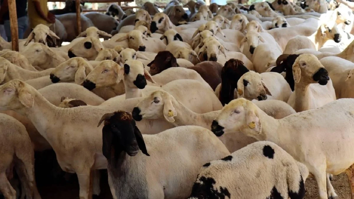 Kurbanlık hayvan seçiminde dikkat edilmesi gerekenler