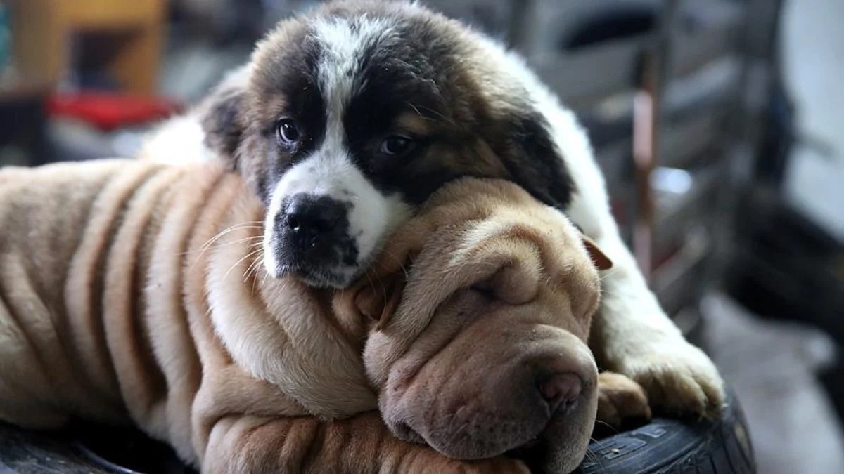 Köpekler yatarken bakın neden etraflarında döner